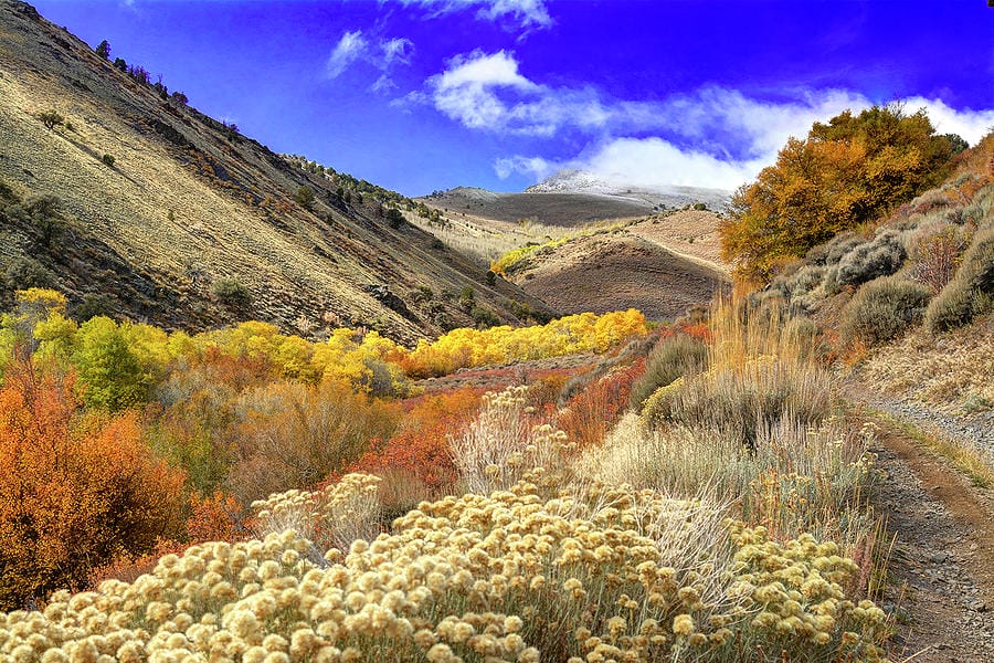 ophir-canyon-in-autumn-sam-okamoto